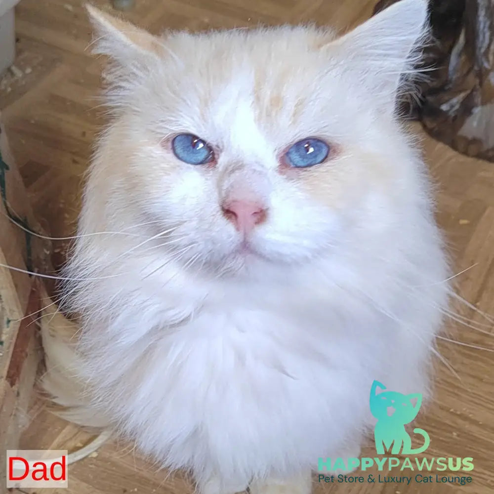 Izium Siberian male blue tabby pointed bicolour - live animals
