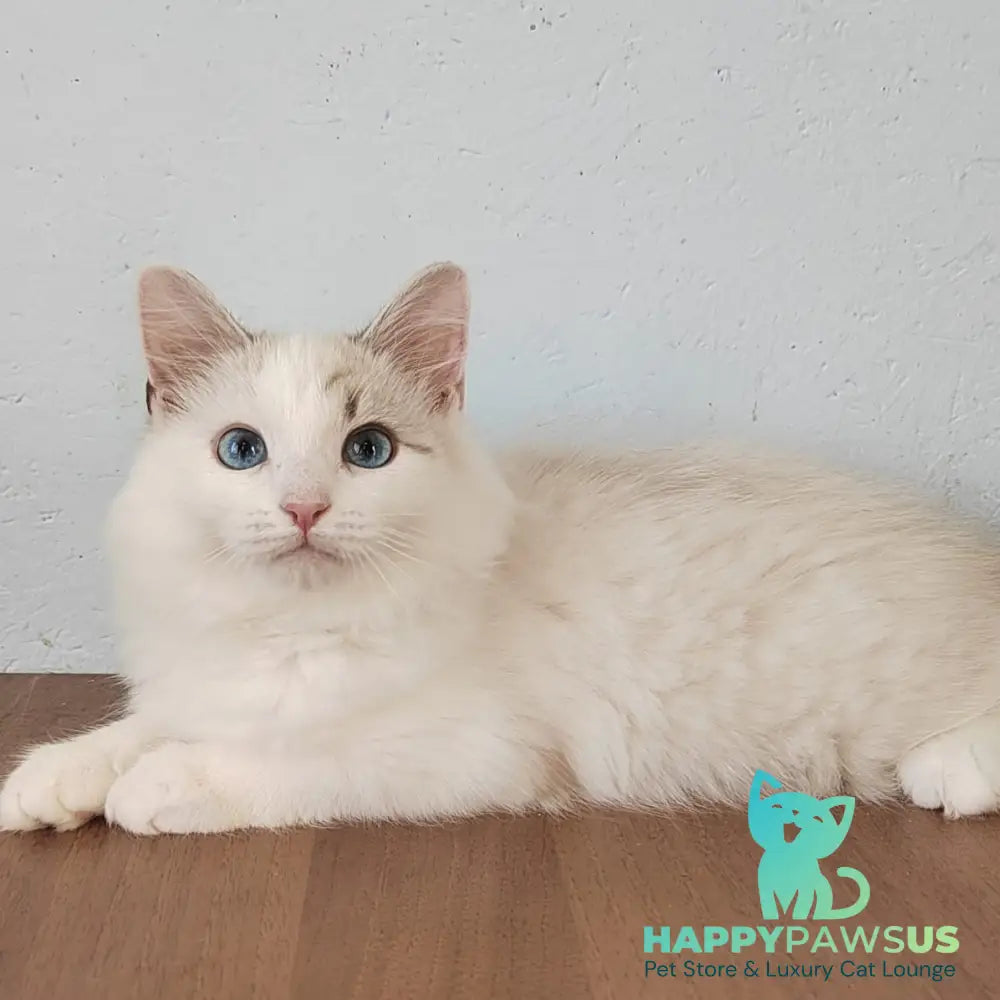 Izium Siberian male blue tabby pointed bicolour - live animals