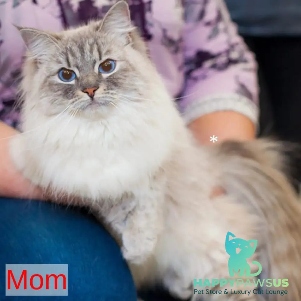 Izium Siberian male blue tabby pointed bicolour - live animals