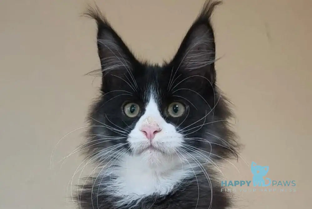 Izmir Maine Coon male black silver with white live animals