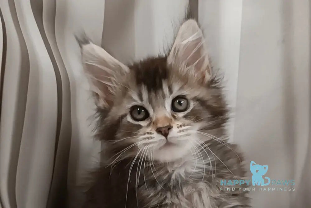 Izmir Maine Coon polydactyl male black silver ticked tabby live animals