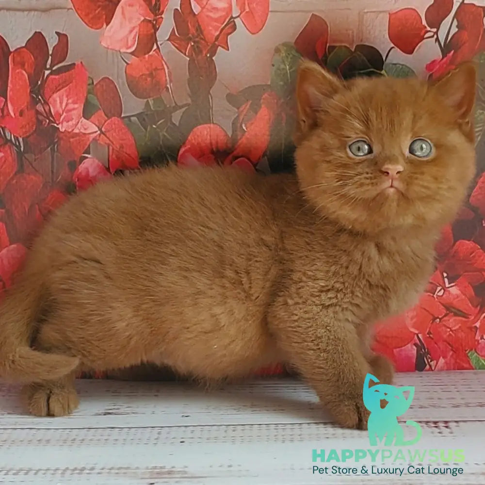Izum British Shorthair male cinnamon - live animals