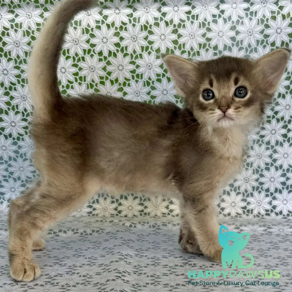 Іzumrud Somali male blue - live animals