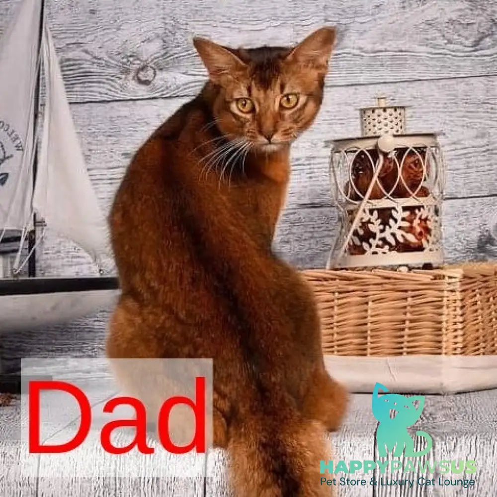 Іzumrud Somali male blue - live animals