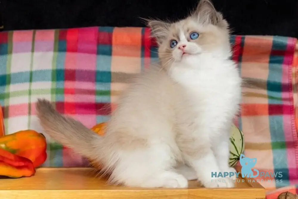 Izzy-Bizzy Ragdoll male blue bicolour live animals