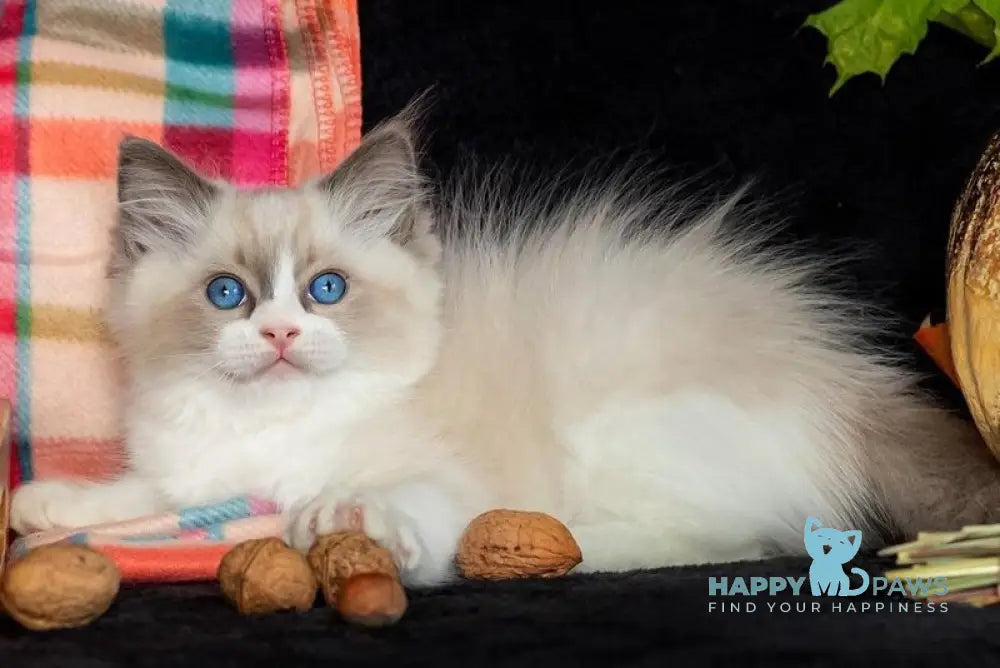 Izzy-Bizzy Ragdoll male blue bicolour live animals