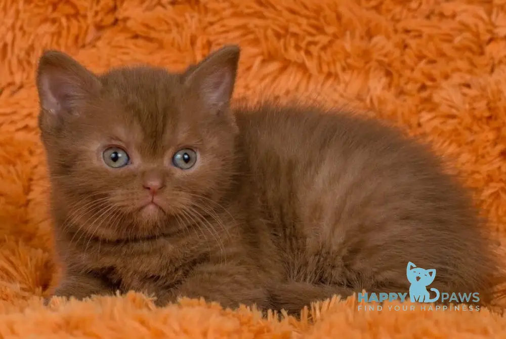 Izzy British Shorthair male cinnamon live animals