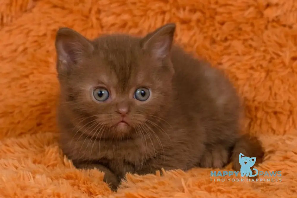 Izzy British Shorthair male cinnamon live animals