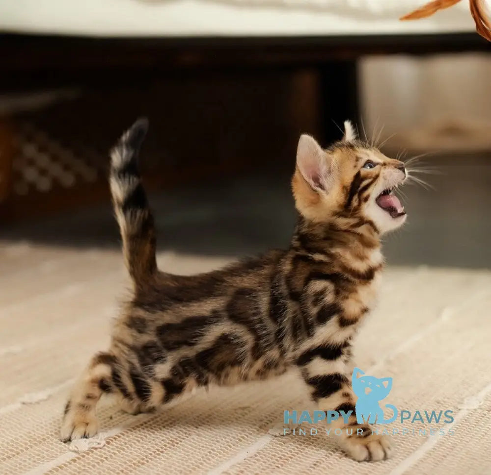 Jack Bengal male black spotted tabby live animals