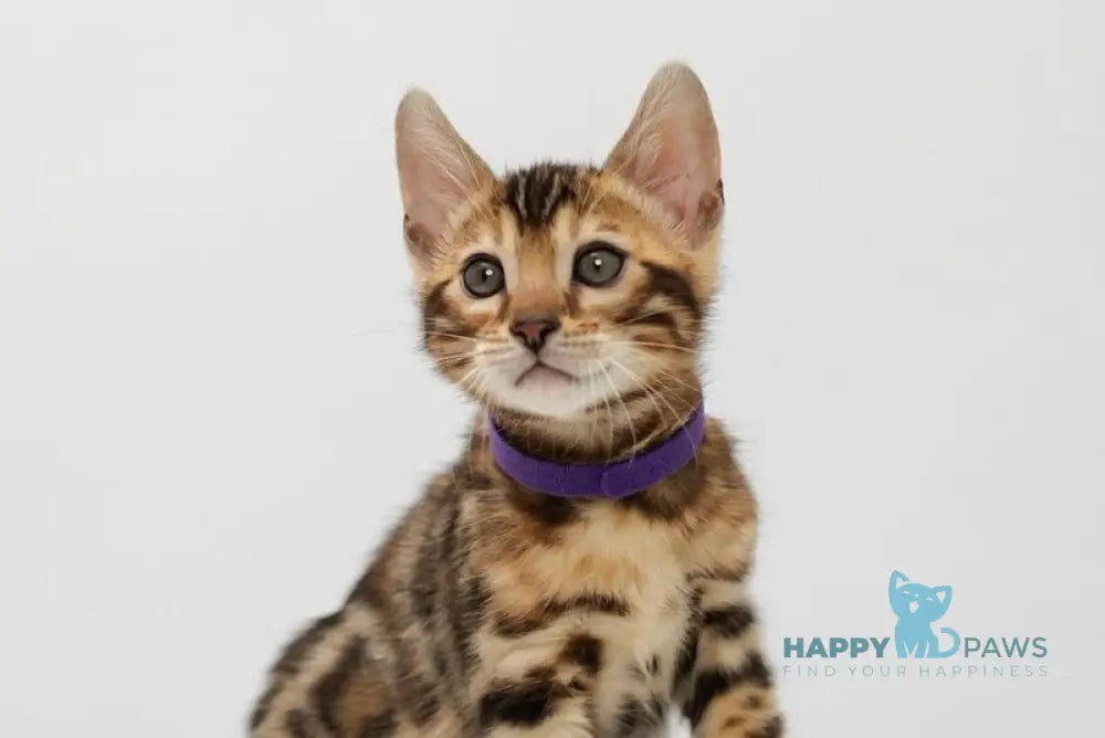 Jack Bengal male black spotted tabby live animals