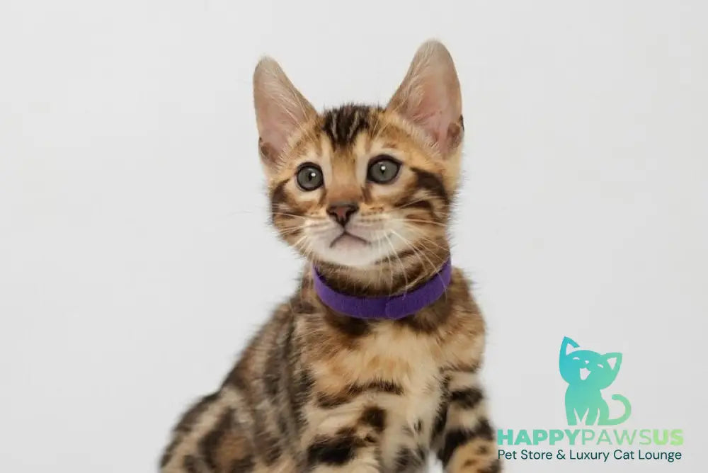 Jack Bengal male black spotted tabby live animals