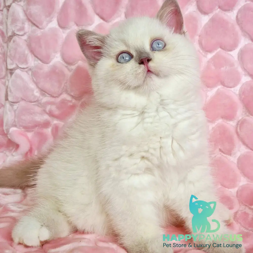 Jack British Shorthair male fawn pointed - live animals