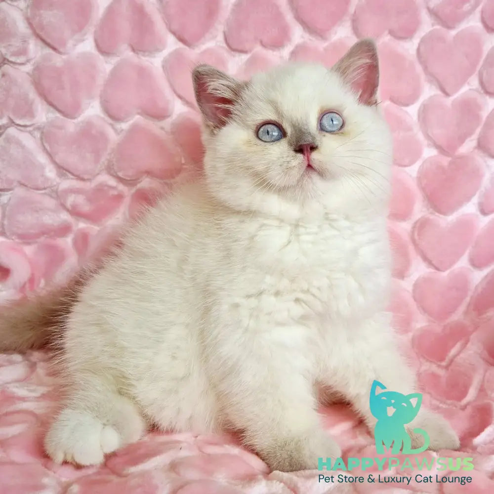 Jack British Shorthair male fawn pointed - live animals