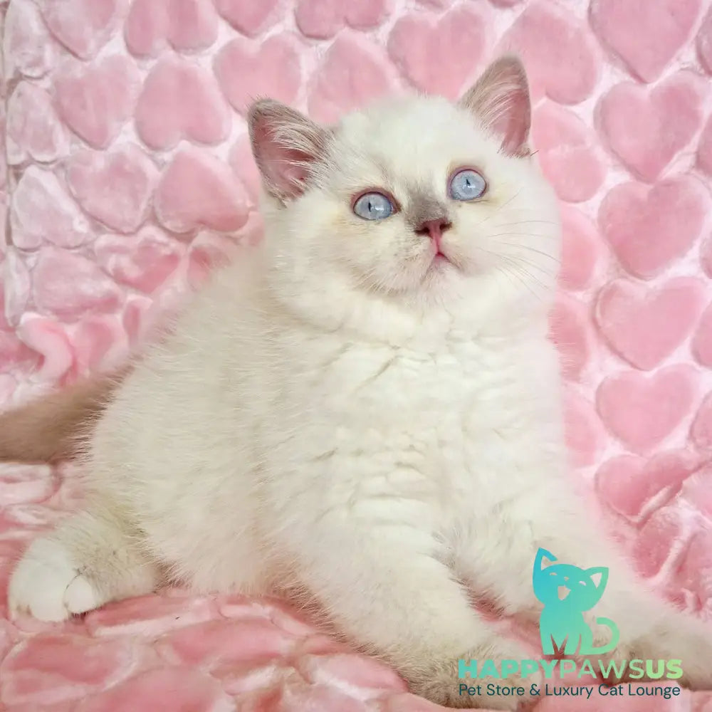 Jack British Shorthair male fawn pointed - live animals