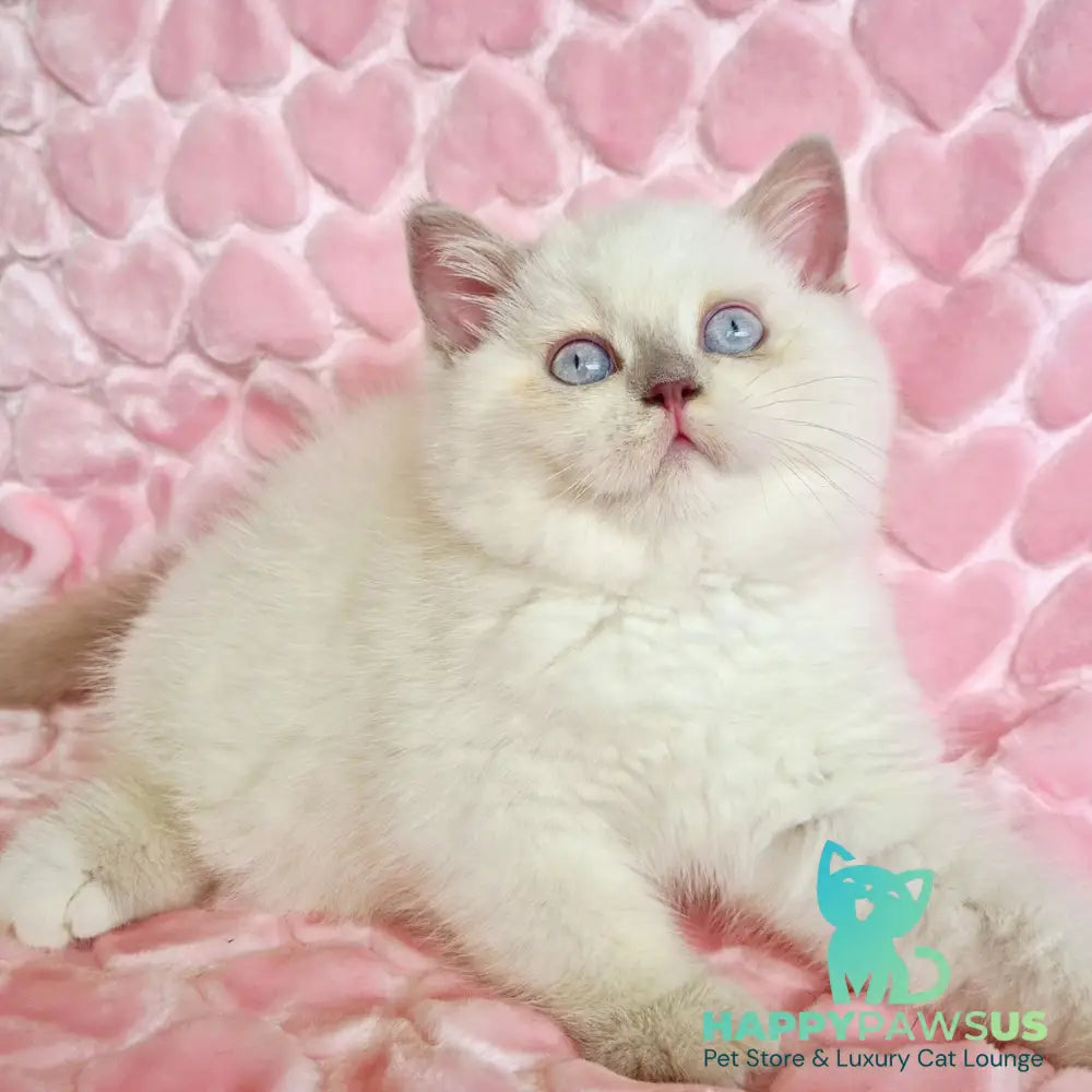 Jack British Shorthair male fawn pointed - live animals