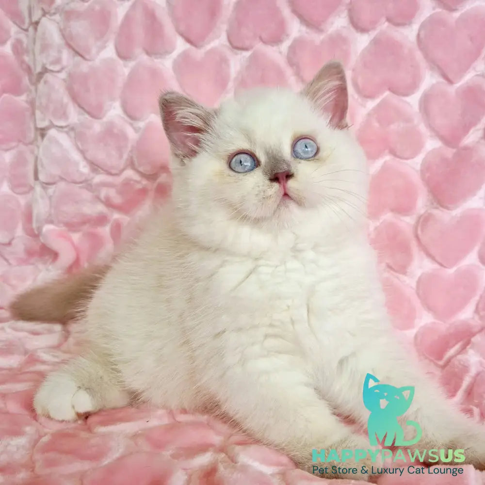 Jack British Shorthair male fawn pointed - live animals