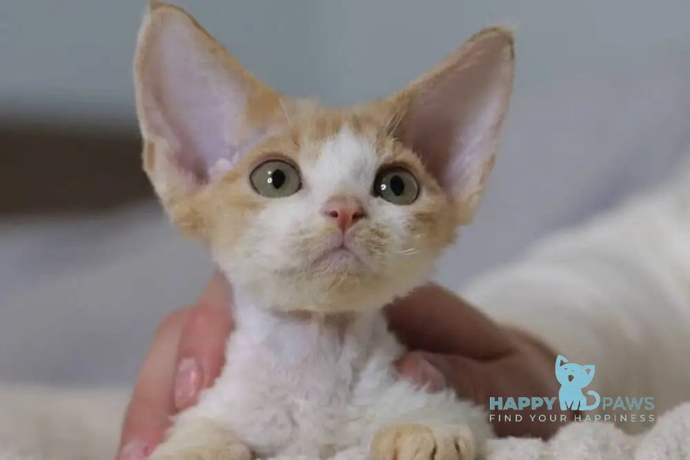 Jack Devon Rex male red bicolour live animals