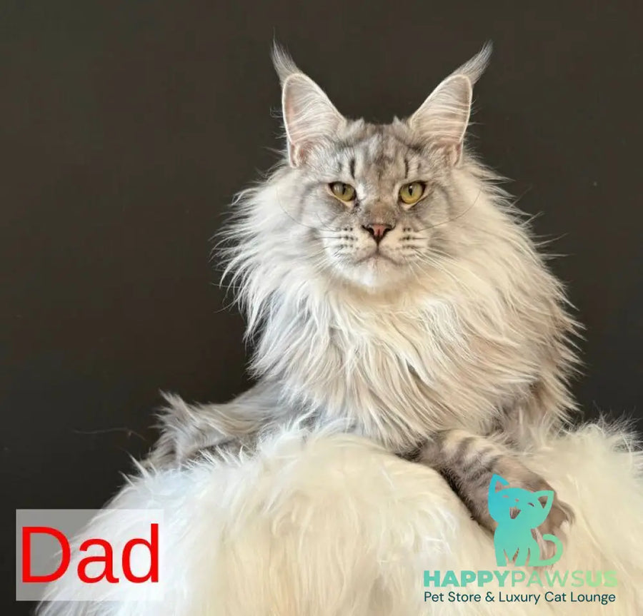 Jack Maine Coon male black silver tabby live animals