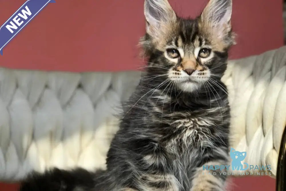 Jack Maine Coon male black tabby live animals