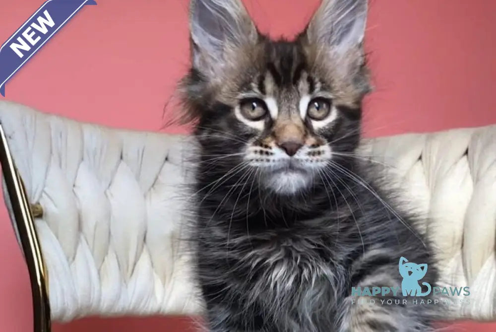Jack Maine Coon male black tabby live animals