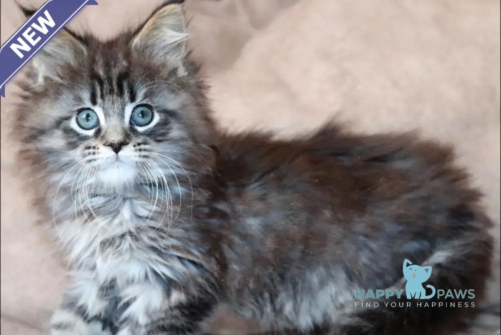Jack Maine Coon male black tabby live animals