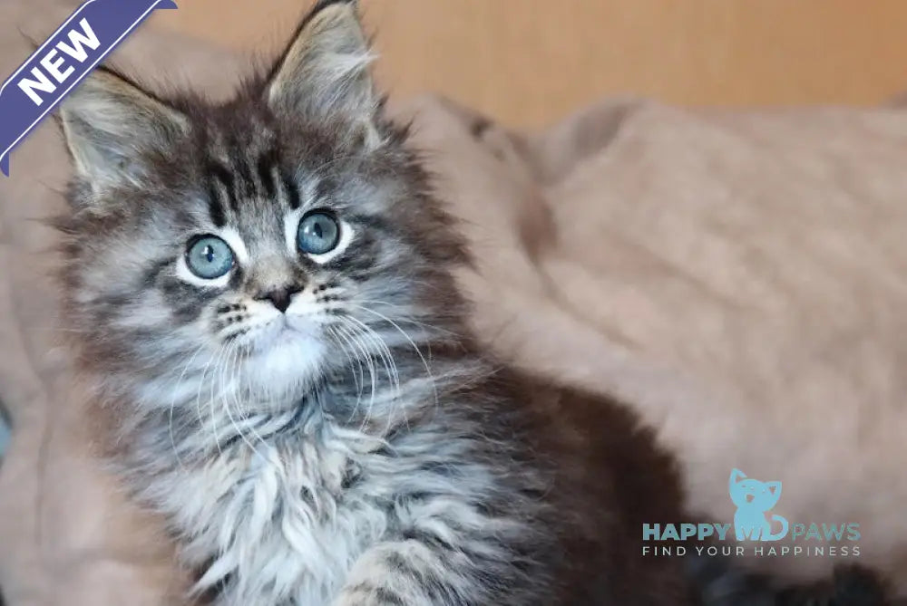 Jack Maine Coon male black tabby live animals