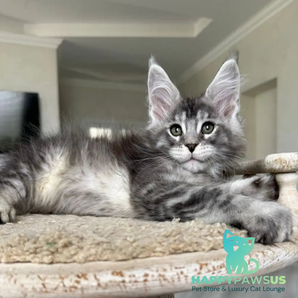 Jackpot Maine Coon male black silver ticked tabby - live animals