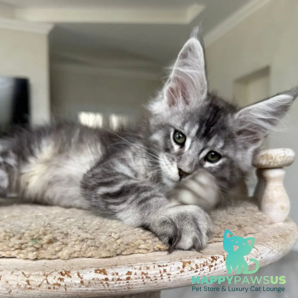 Jackpot Maine Coon male black silver ticked tabby - live animals