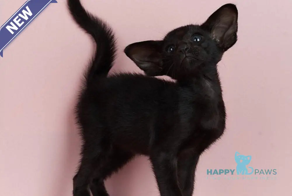 Jackpot Oriental Shorthair male black live animals