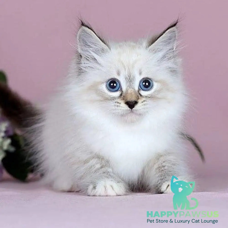 Jackson Siberian male black with white tabby pointed - live animals