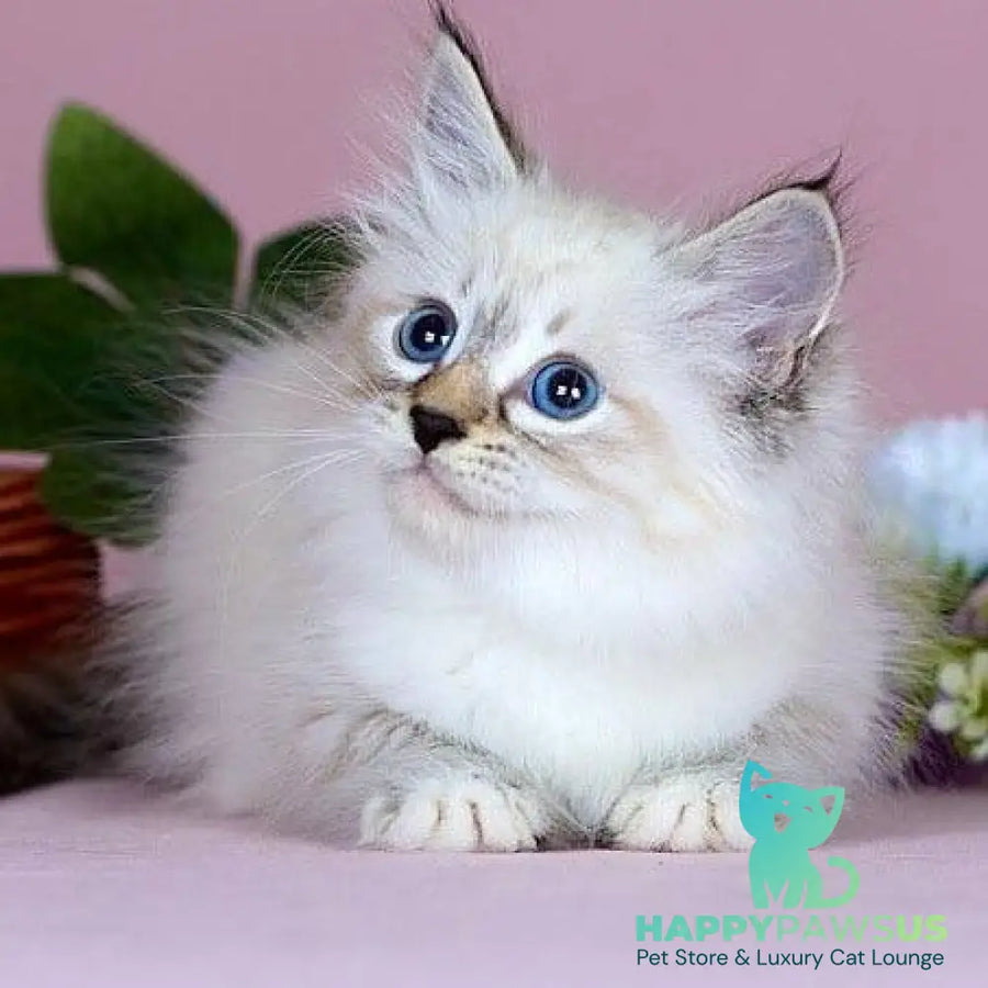 Jackson Siberian male black with white tabby pointed - live animals