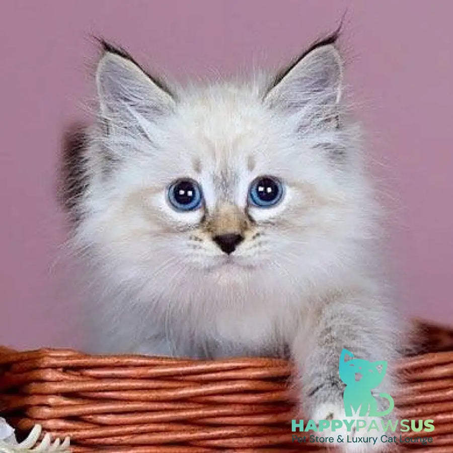 Jackson Siberian male black with white tabby pointed - live animals