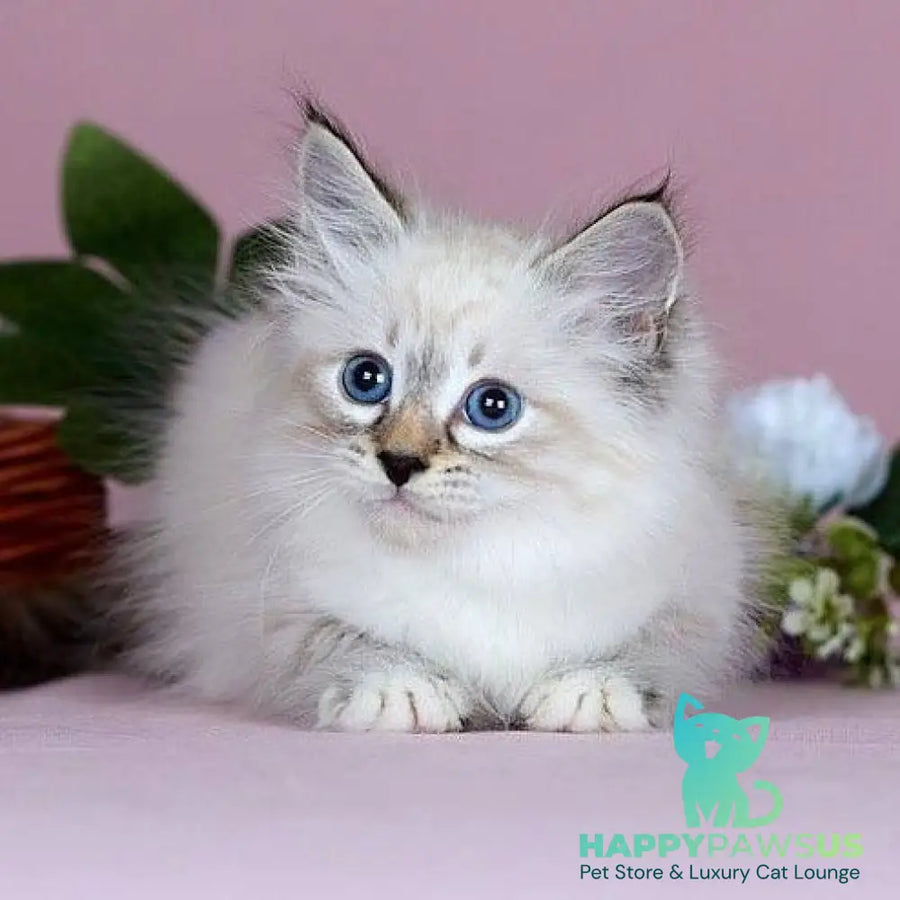 Jackson Siberian male black with white tabby pointed - live animals