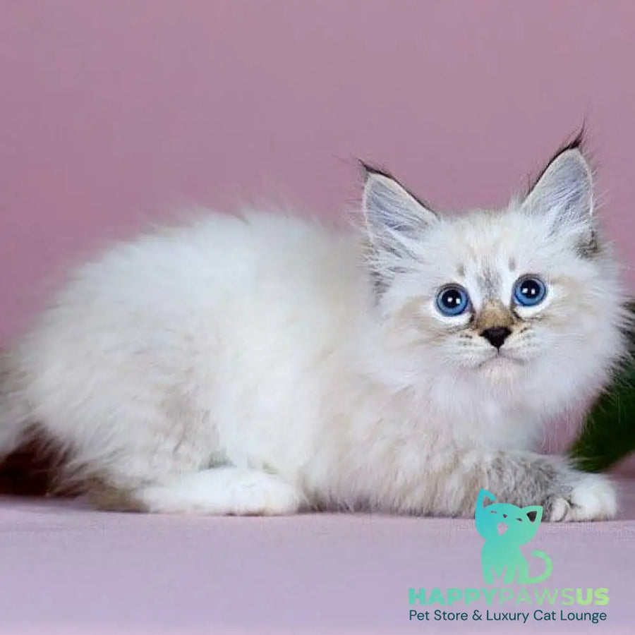 Jackson Siberian male black with white tabby pointed - live animals