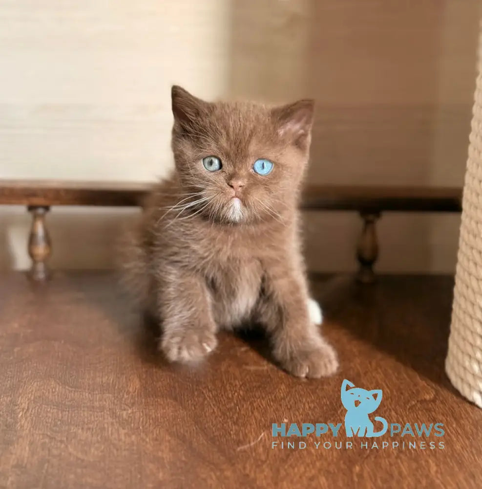 Jacob British Shorthair male chocolate with white - live animals