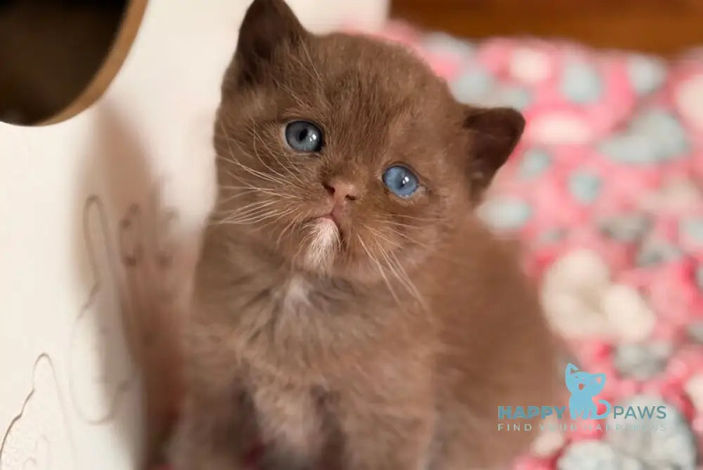 Jacob British Shorthair male chocolate with white - live animals