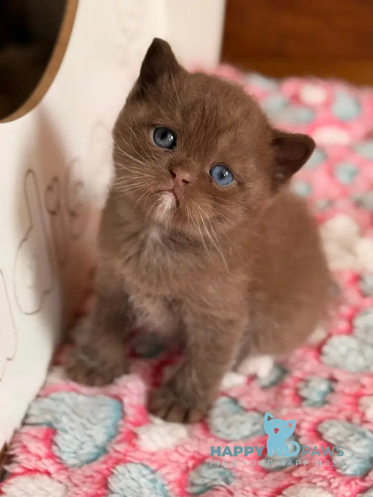 Jacob British Shorthair male chocolate with white - live animals
