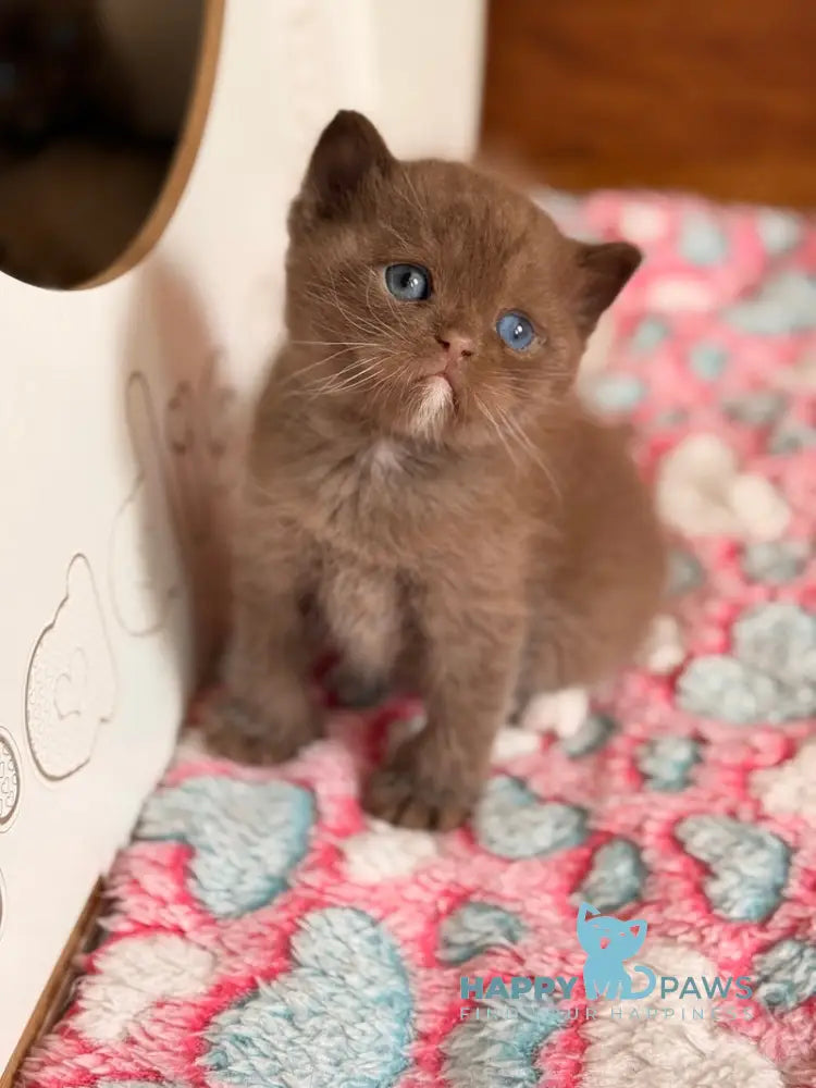 Jacob British Shorthair male chocolate with white - live animals