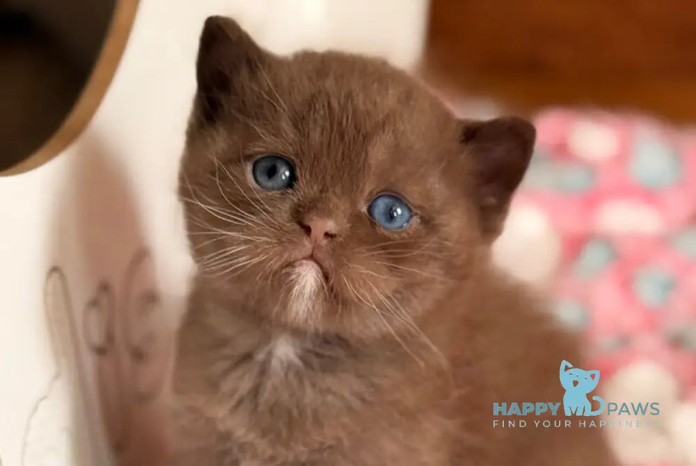 Jacob British Shorthair male chocolate with white - live animals
