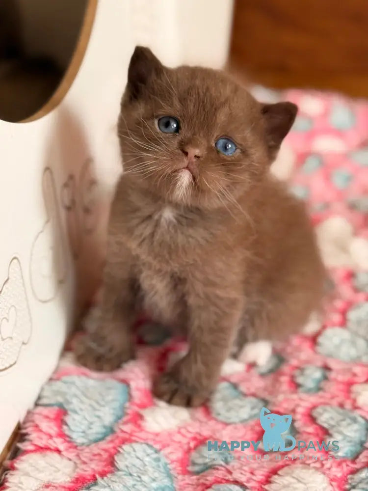 Jacob British Shorthair male chocolate with white - live animals