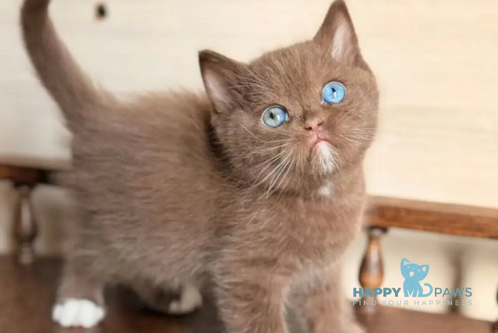 Jacob British Shorthair male chocolate with white - live animals
