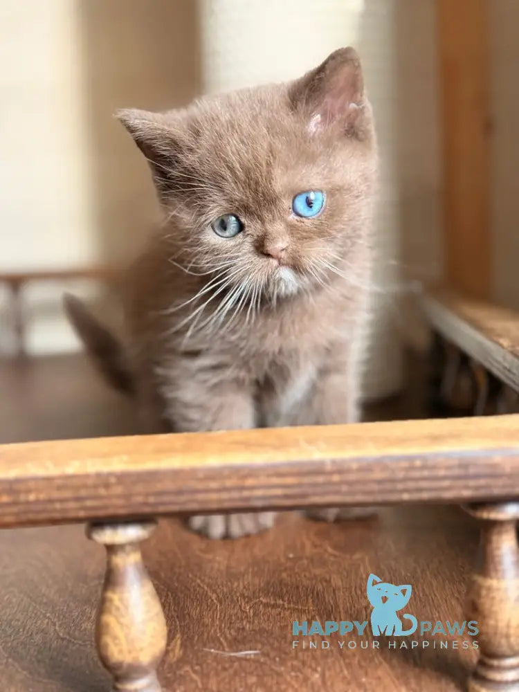 Jacob British Shorthair male chocolate with white - live animals