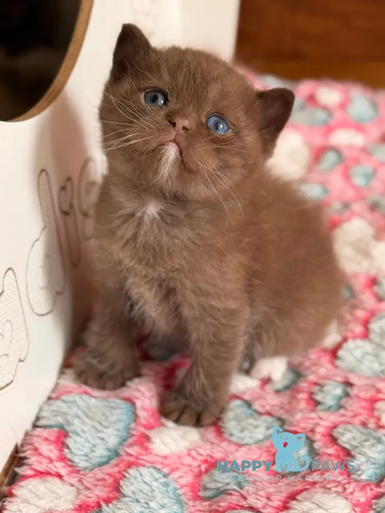 Jacob British Shorthair male chocolate with white - live animals