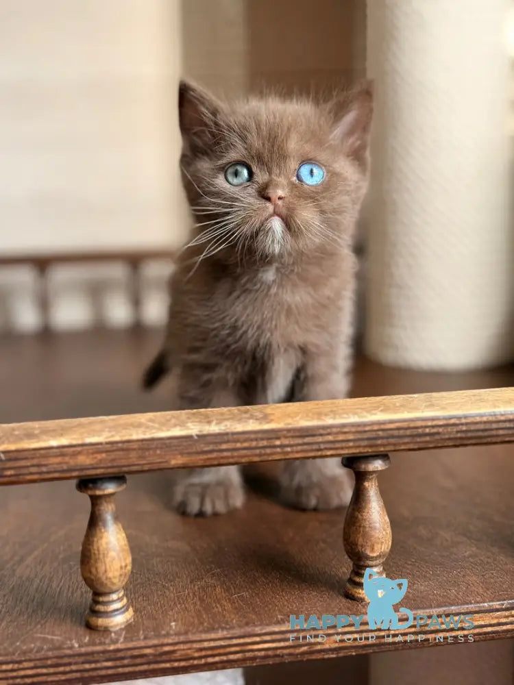 Jacob British Shorthair male chocolate with white - live animals