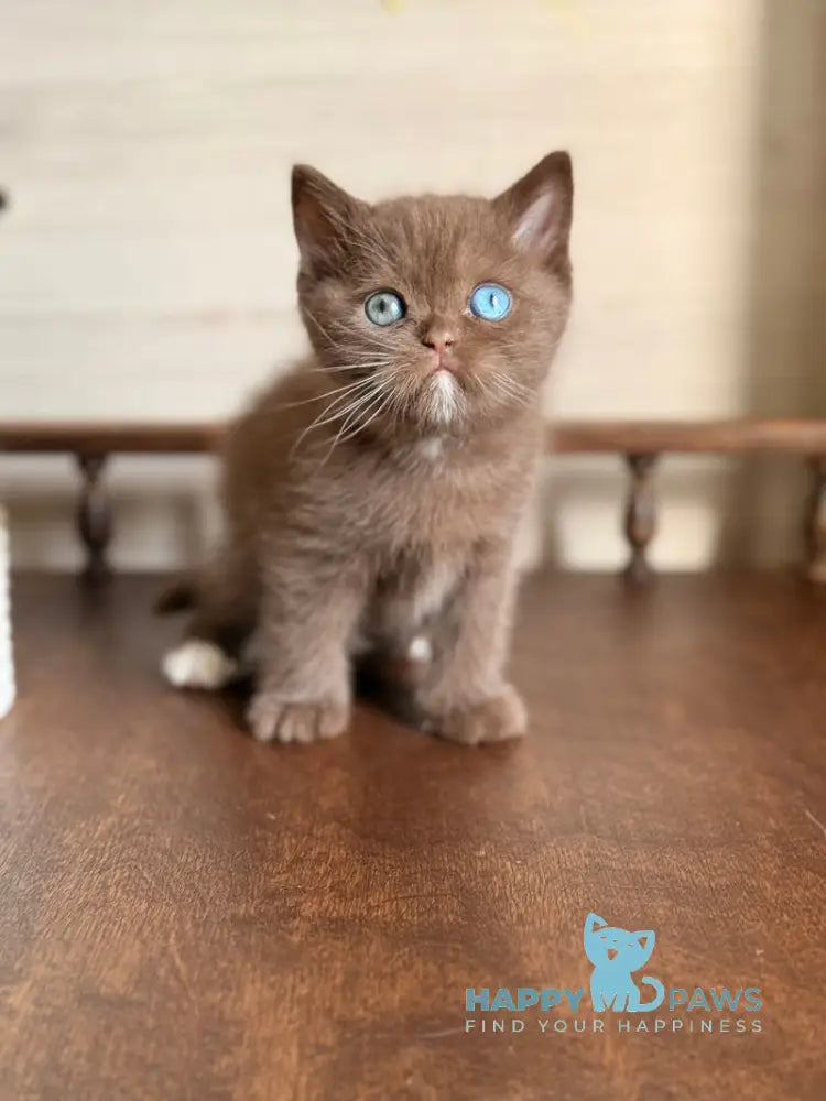 Jacob British Shorthair male chocolate with white - live animals