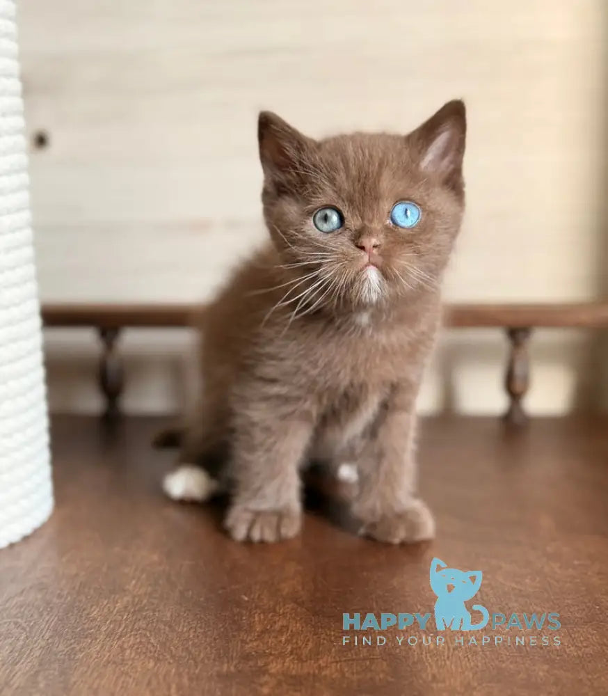 Jacob British Shorthair male chocolate with white - live animals