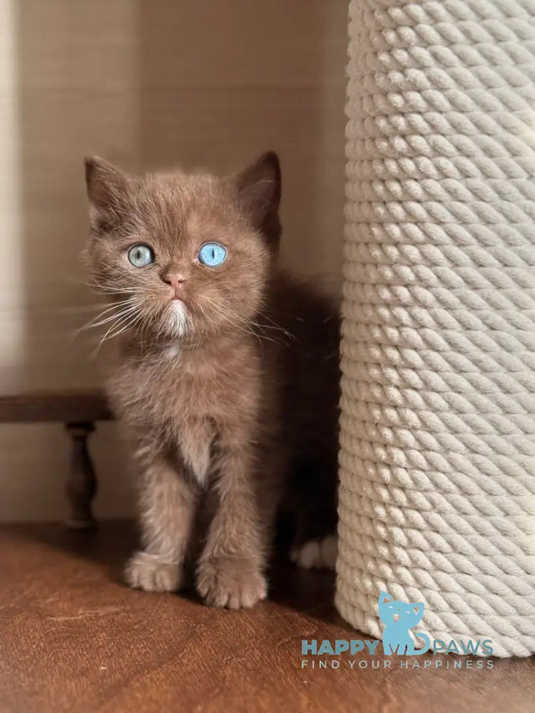 Jacob British Shorthair male chocolate with white - live animals