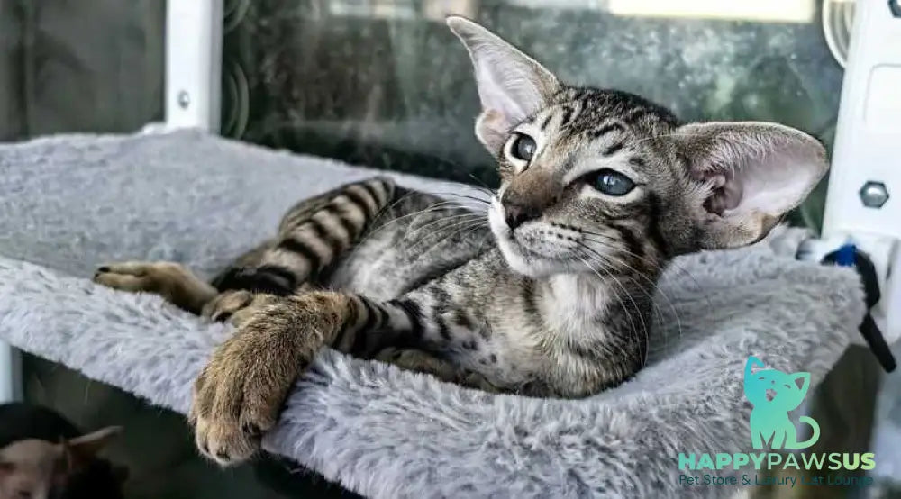 Jacomo Casanova Oriental Shorthair male black spotted tabby live animals