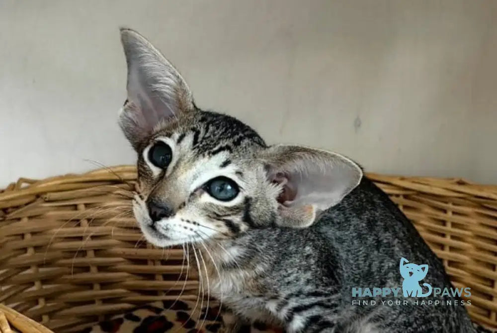 Jacomo Casanova Oriental Shorthair male black spotted tabby live animals