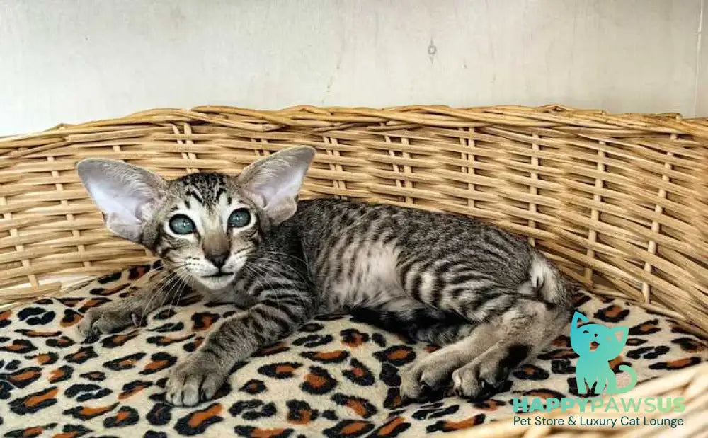 Jacomo Casanova Oriental Shorthair male black spotted tabby live animals